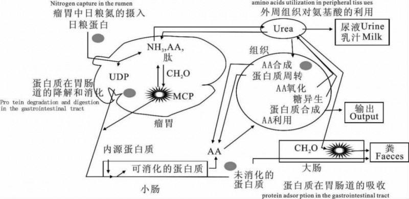 日糧中添加 NCG 對(duì)荷斯坦公牛氮營(yíng)養(yǎng)素利用的影響（上）